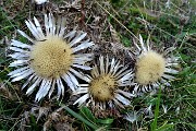 98 I fiori di carlina segnano l'inizio dell'autunno 